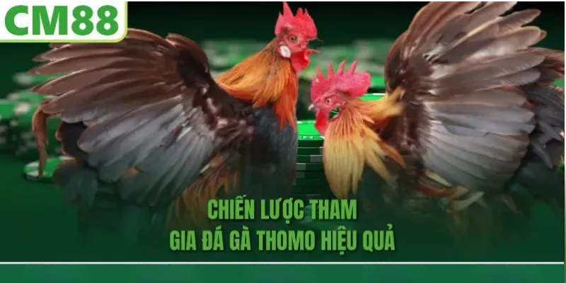 chiến lược chơi đá gà thomo hiệu quả